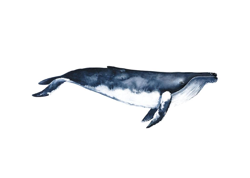 Humpback Whale, Plagát