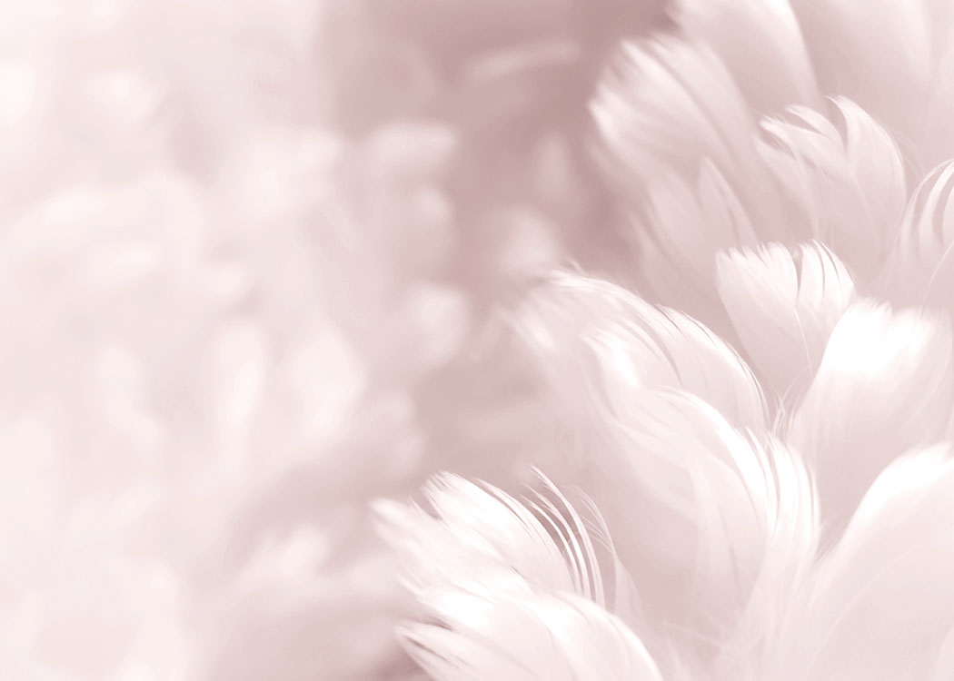 Fluffy Pink Feathers, Plagát / Umelecké fotografie v Desenio AB (8512)