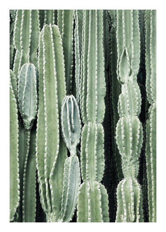 Cactus, Plagát