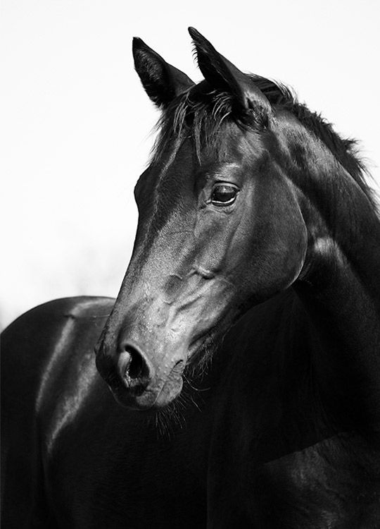 Black Stallion, Plagát