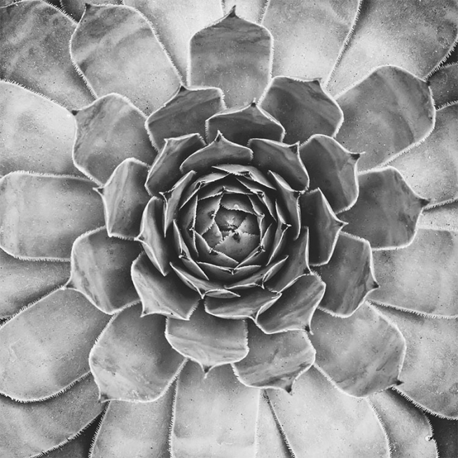 B&W Cactus Plant, Plagát
