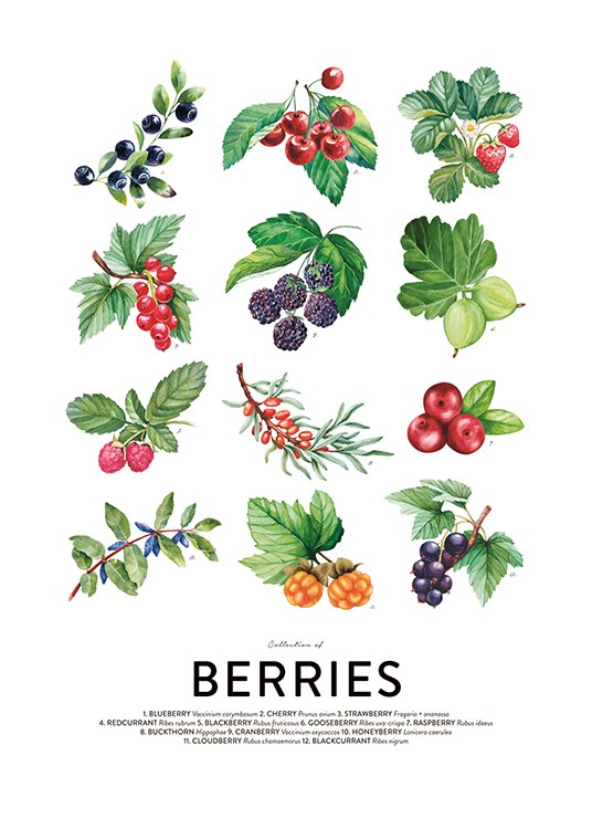 Berries, Plagát