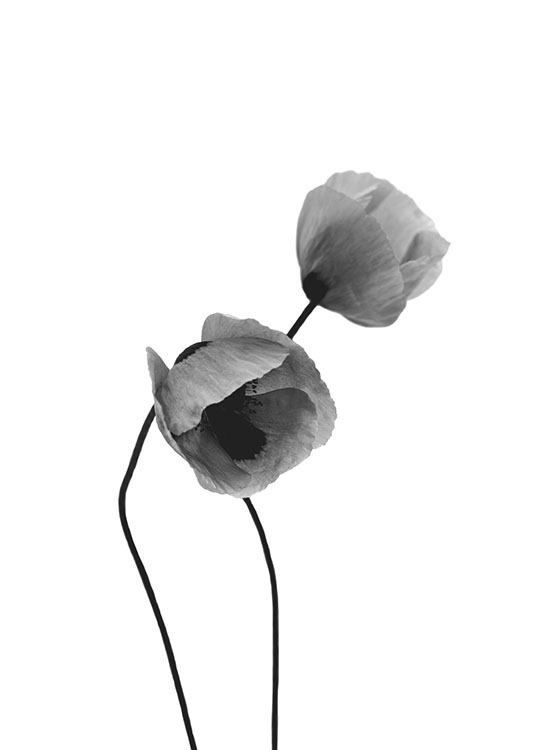 Grey Poppy Flowers, Plagát / Čiernobiele plagáty v Desenio AB (8631)
