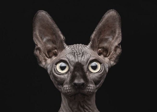 Sphynx Cat Plagát