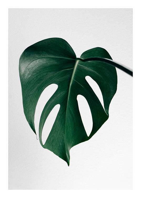 Monstera One Plagát