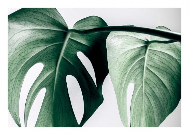 Monstera Two Plagát