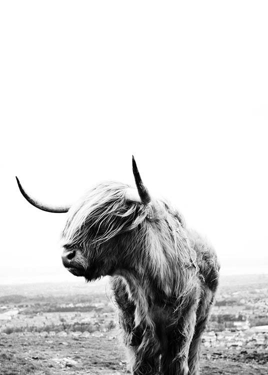 Highland Cow Plagát