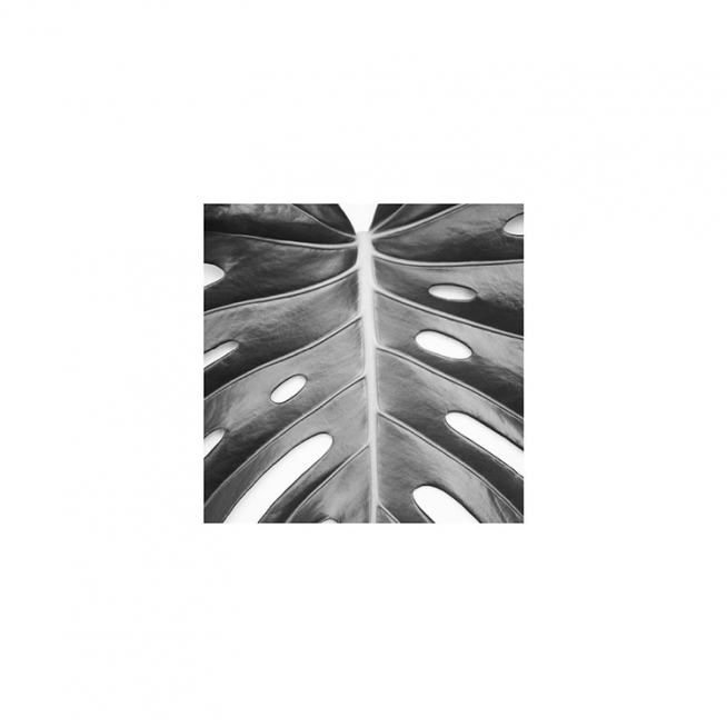 Monstera Deliciosa Plagát