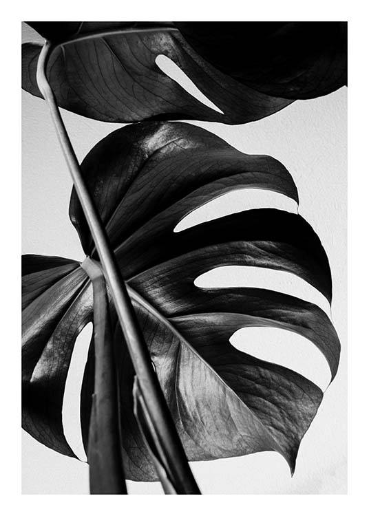 Monstera B&W One Plagát