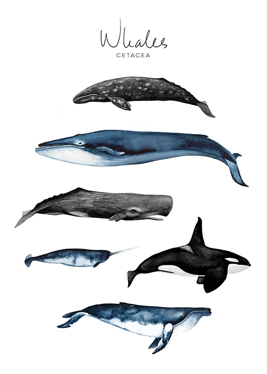 Whales Plagát