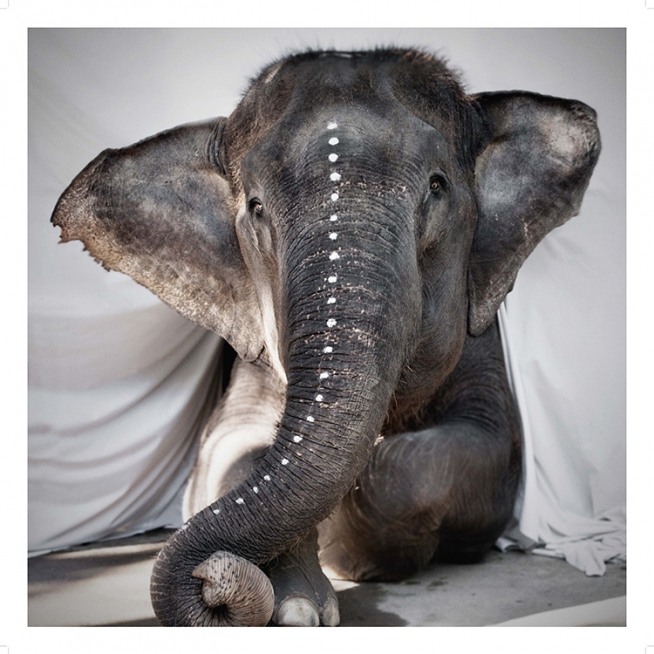 Love Warriors Adele Plagát